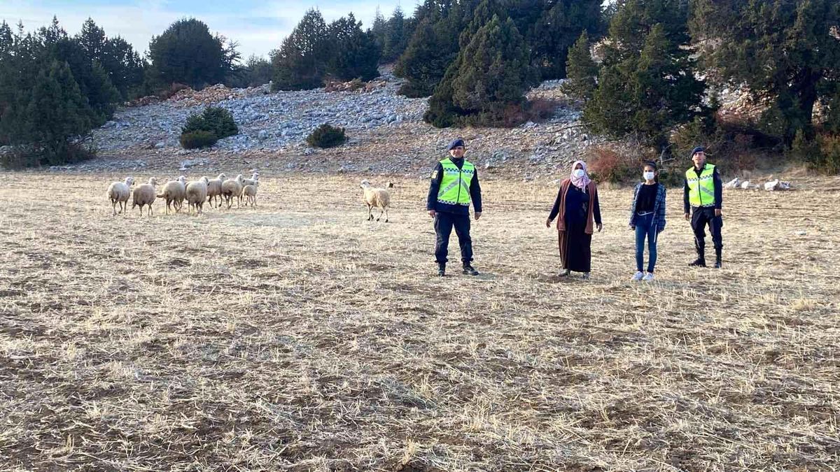Karaman\'da kayıp koyunları jandarma drone ile buldu