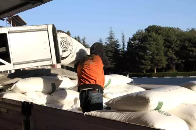 Şeker pancarının tarladan sofralara uzanan tatlı yolculuğu