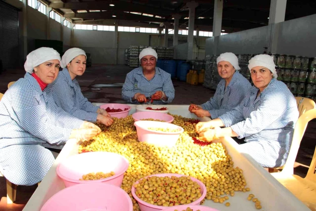 Türkiye'nin bu sezon sofralık zeytin ihracatı, 150 milyon doları aştı