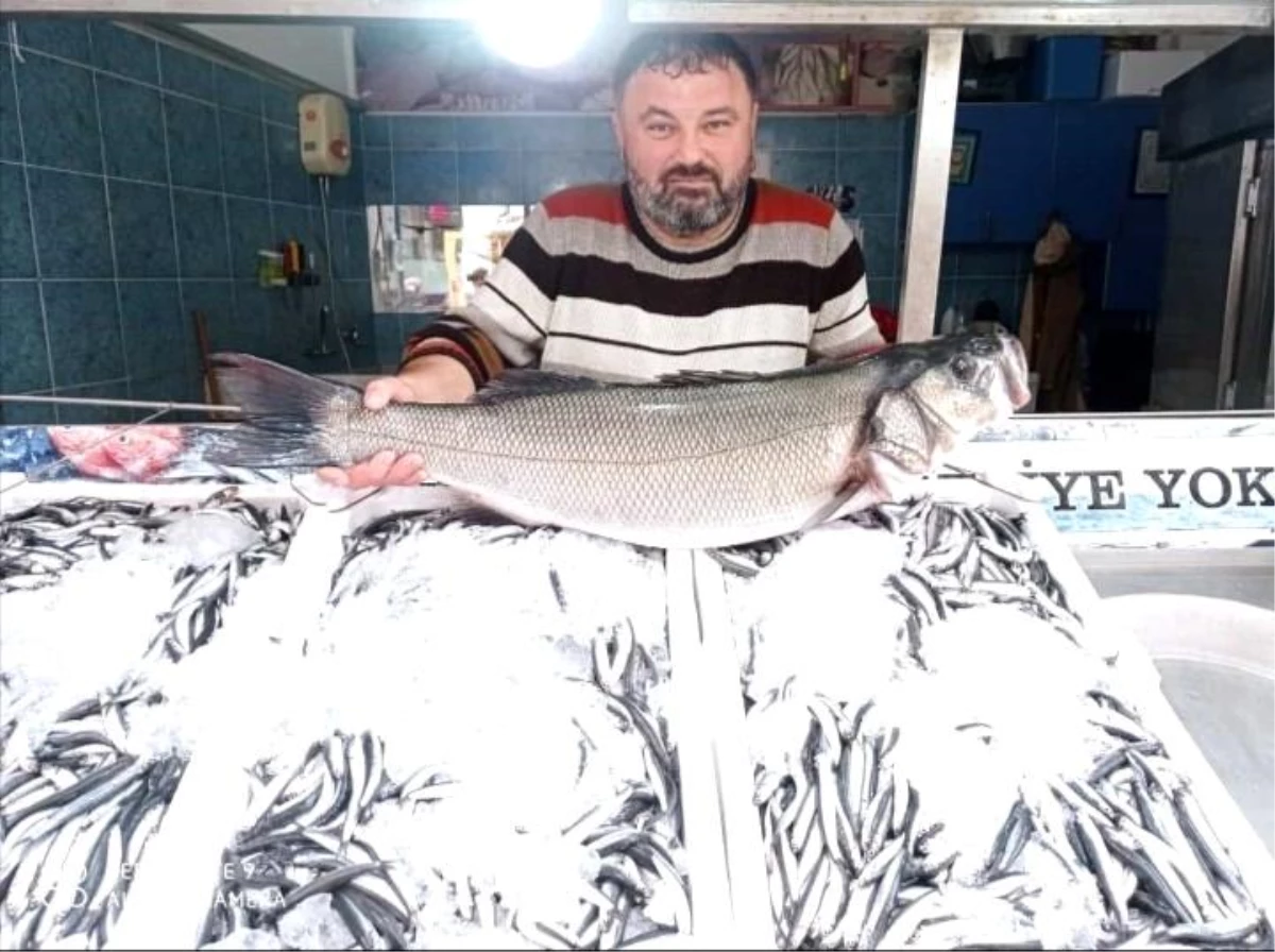 Türkeli\'de 7 kiloluk levrek yakalandı