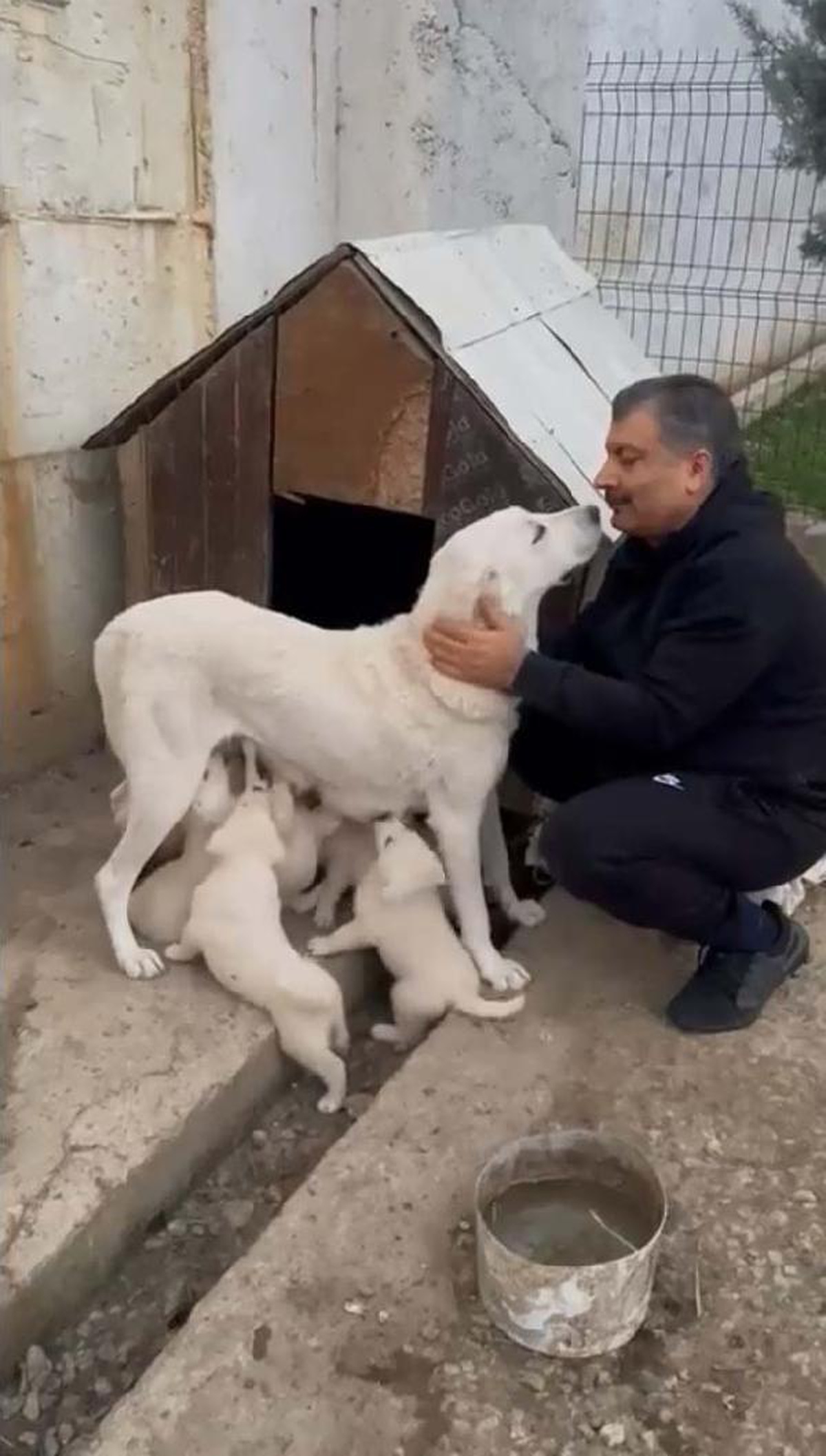 Bakan Koca\'nın köpeğinin videosu 7,1 milyon izlendi