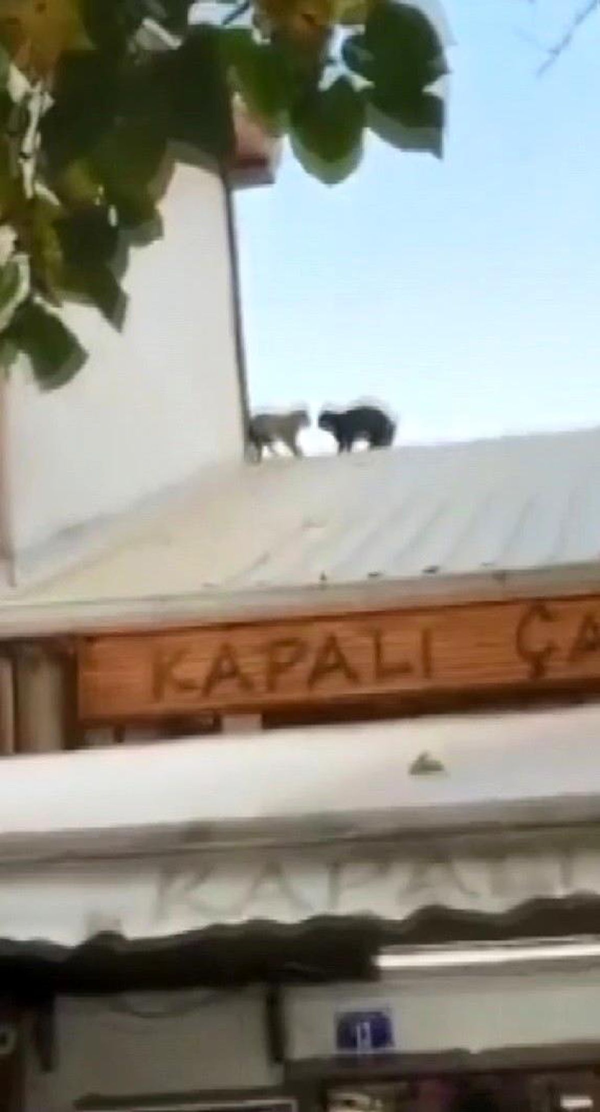 Çatıda kavga eden kediler bebeğin üzerine düşüyordu