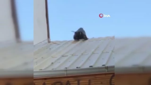 Çatıda kavga eden kediler çocuğun üzerine düşüyordu