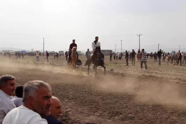 Düziçi'nde 9. Geleneksel Rahvan At Yarışları yapıldı