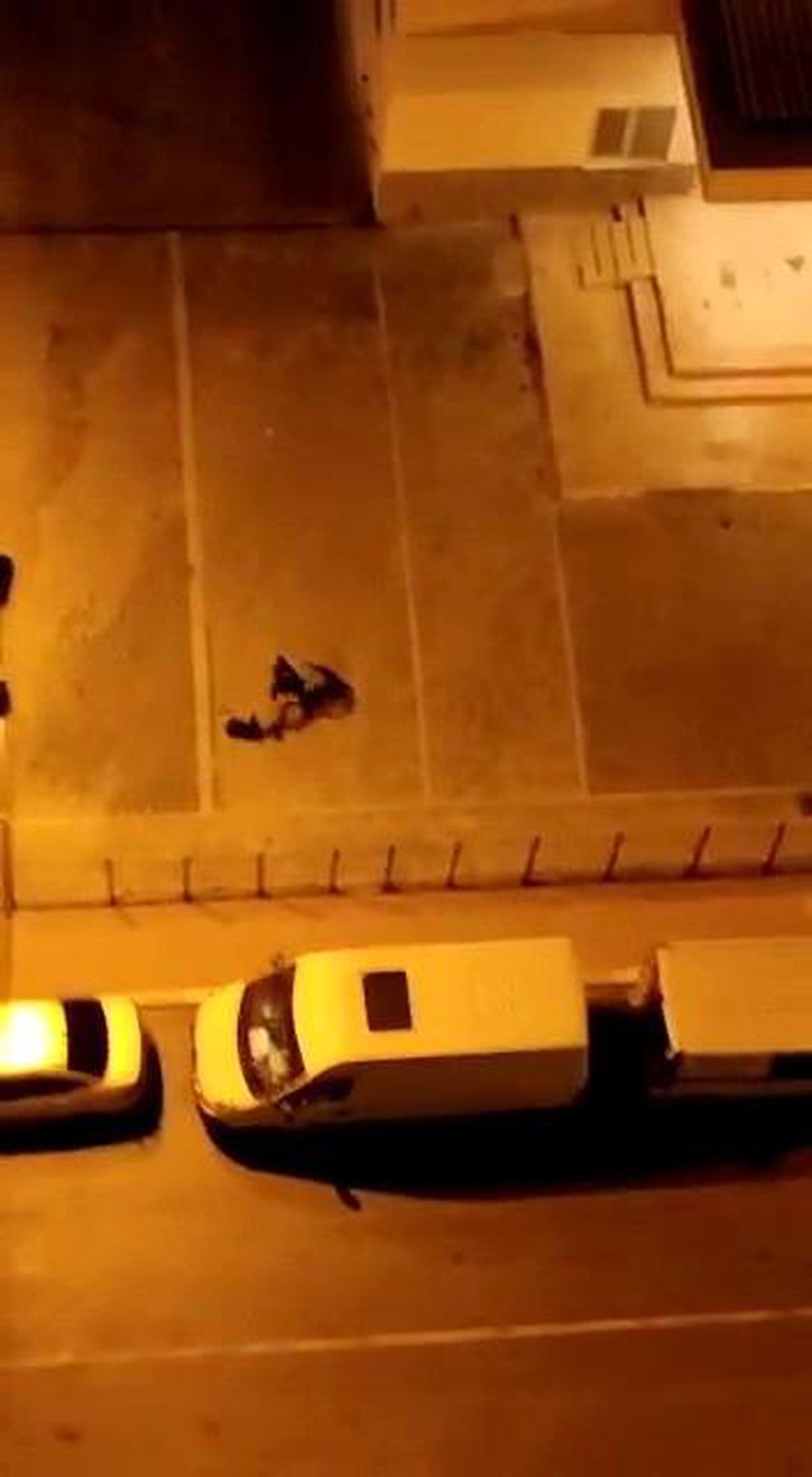 Esenyurt\'ta şiddet gören köpek koruma altına alındı