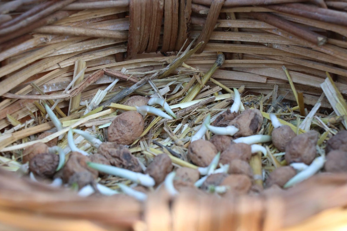 İzmir\'de salep yetiştiriciliği yaygınlaştırılıyor!