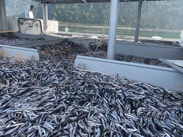 Hamsi bollaştı, balıkçıların mesaisi arttı