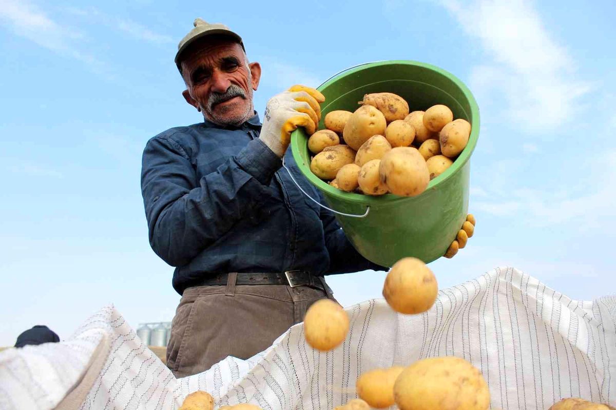 Hasatta son günler, tarlada 2 markette 5 lira