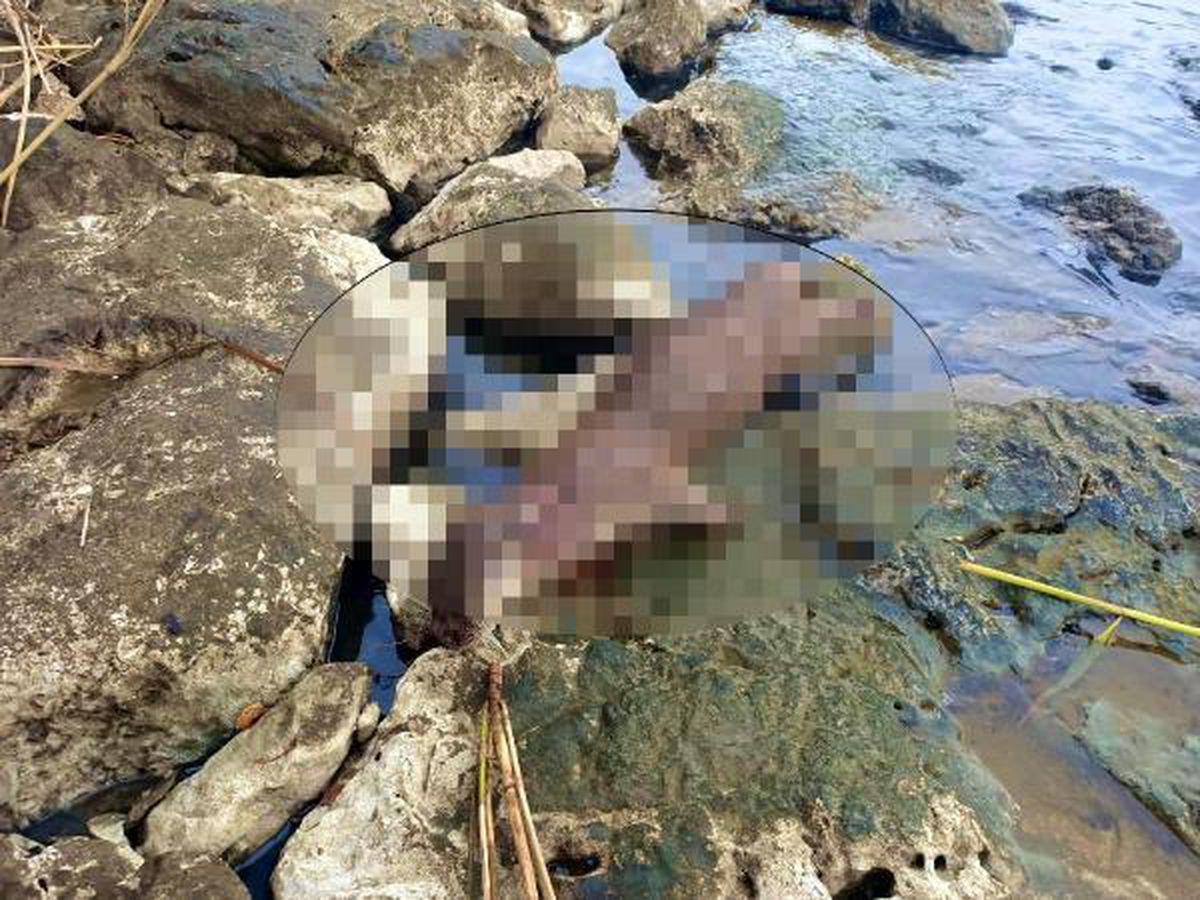 Son dakika haberi | Koruma altındaki su samuru tüfekle ateş edilerek öldürüldü
