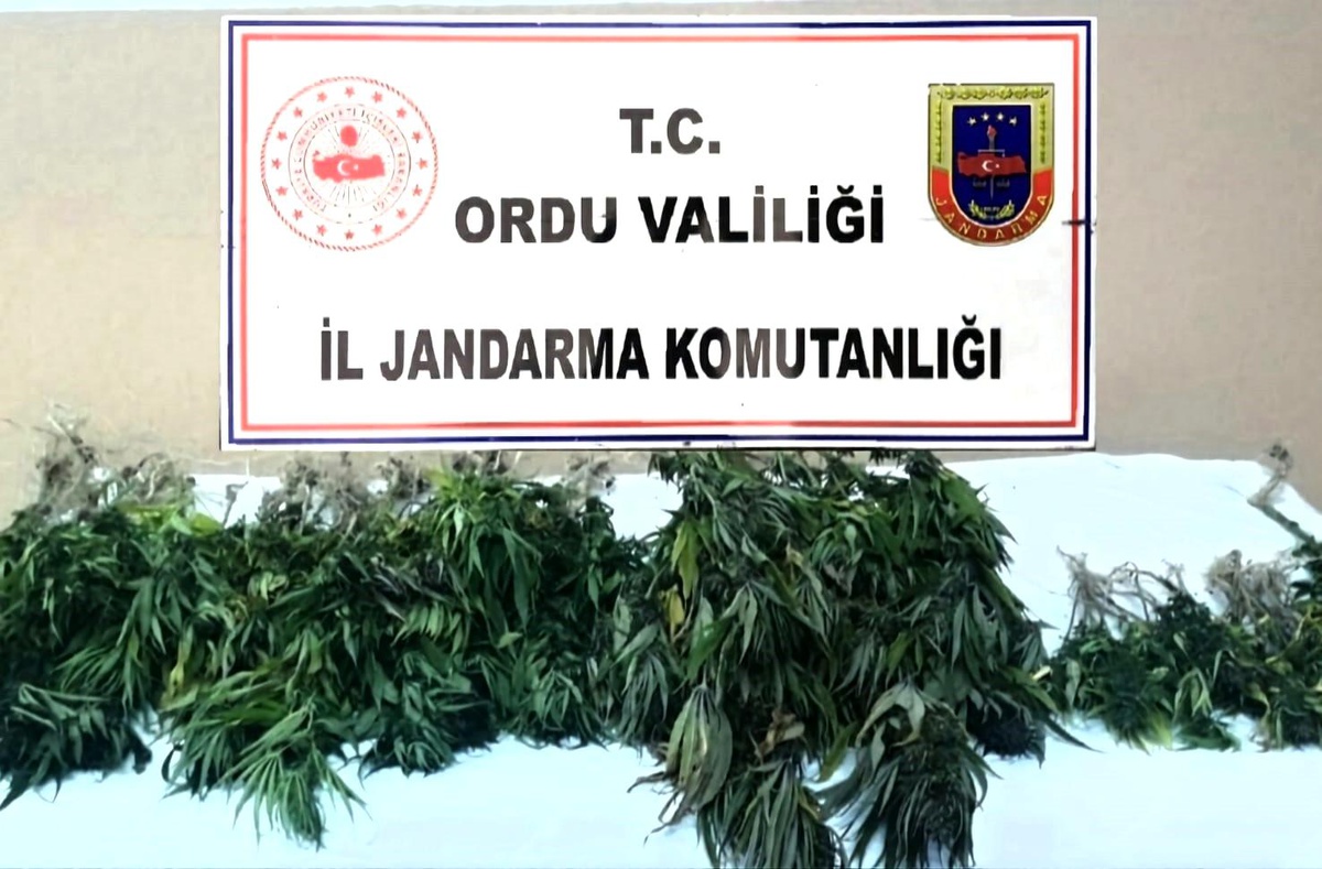 Ordu\'da izinsiz kenevir ekimine geçit yok