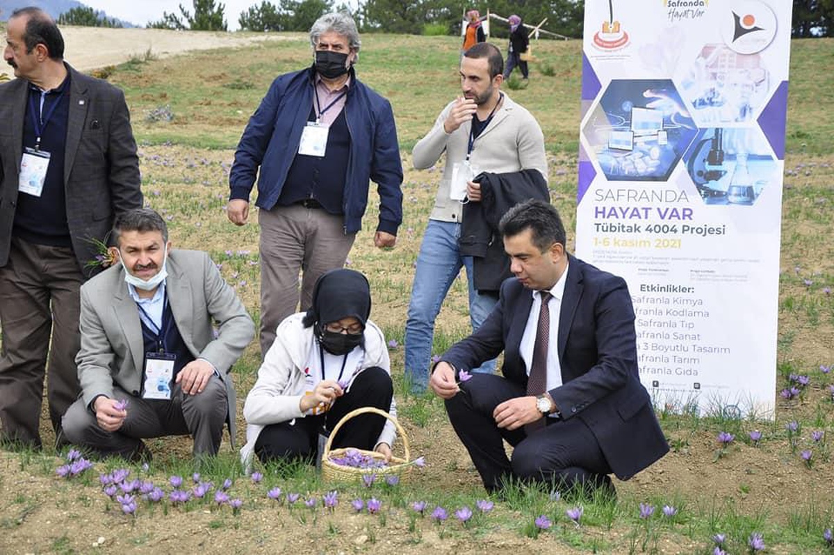 Safran bitkisi projeyle geleceğe taşınacak