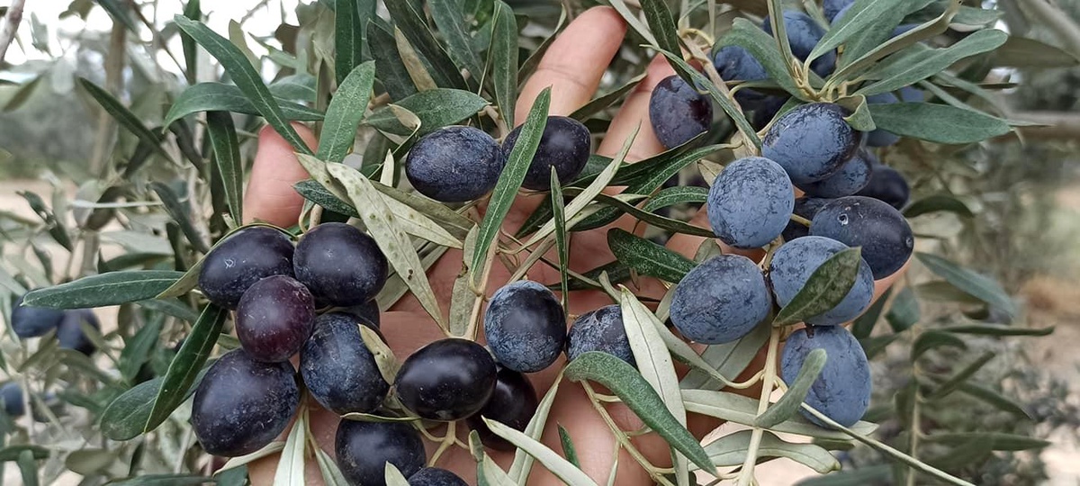 Yağışın az olması zeytin rekoltesini etkileyebilir