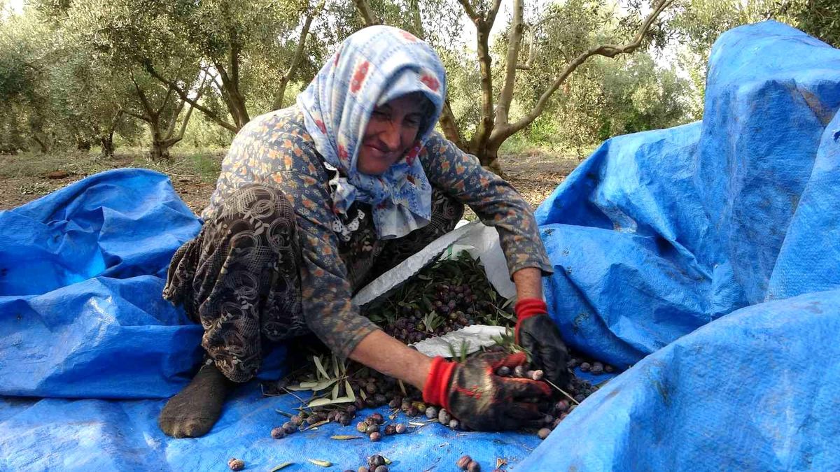 Zeytinin sofralara uzanan lezzet yolculuğu başladı