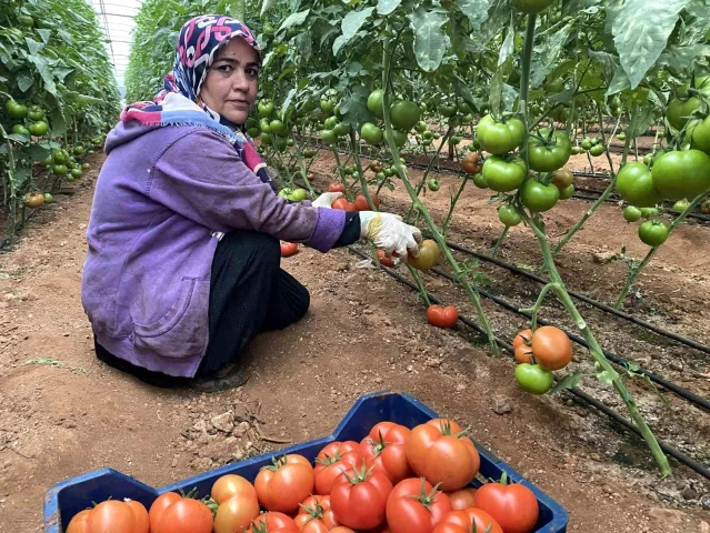 Antalya'daki seralarda domates hasadı başladı