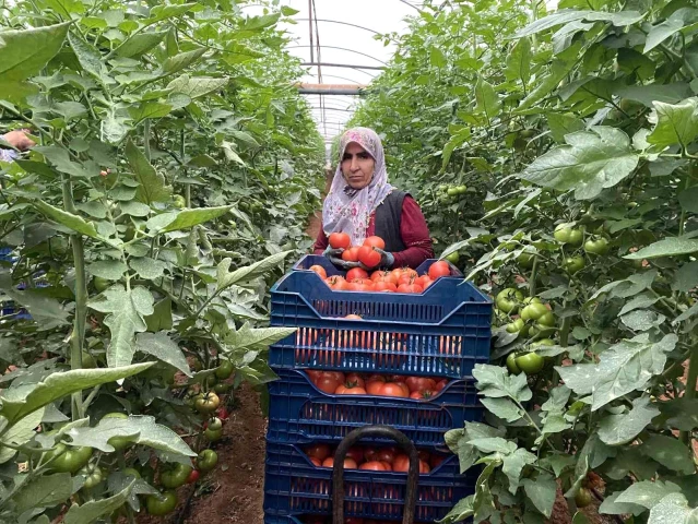 Antalya'daki seralarda domates hasadı başladı