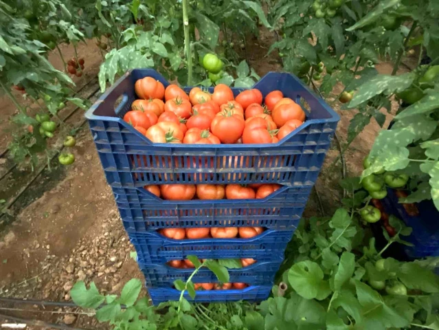 Antalya'daki seralarda domates hasadı başladı