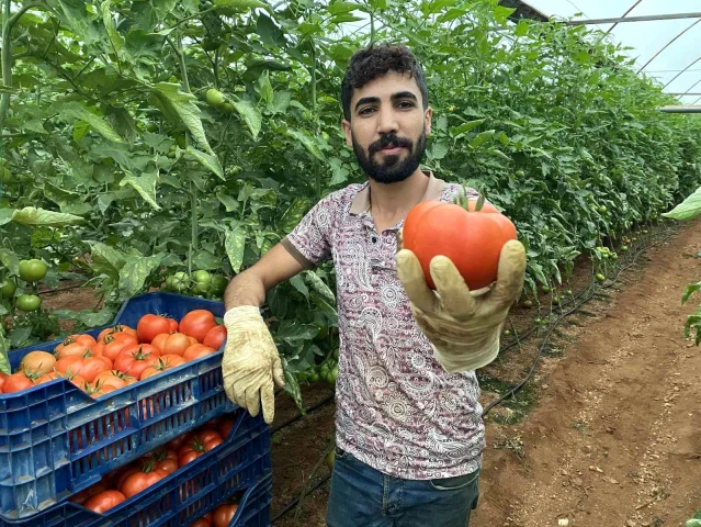 Antalya'daki seralarda domates hasadı başladı