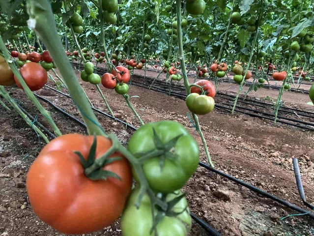 Antalya'daki seralarda domates hasadı başladı