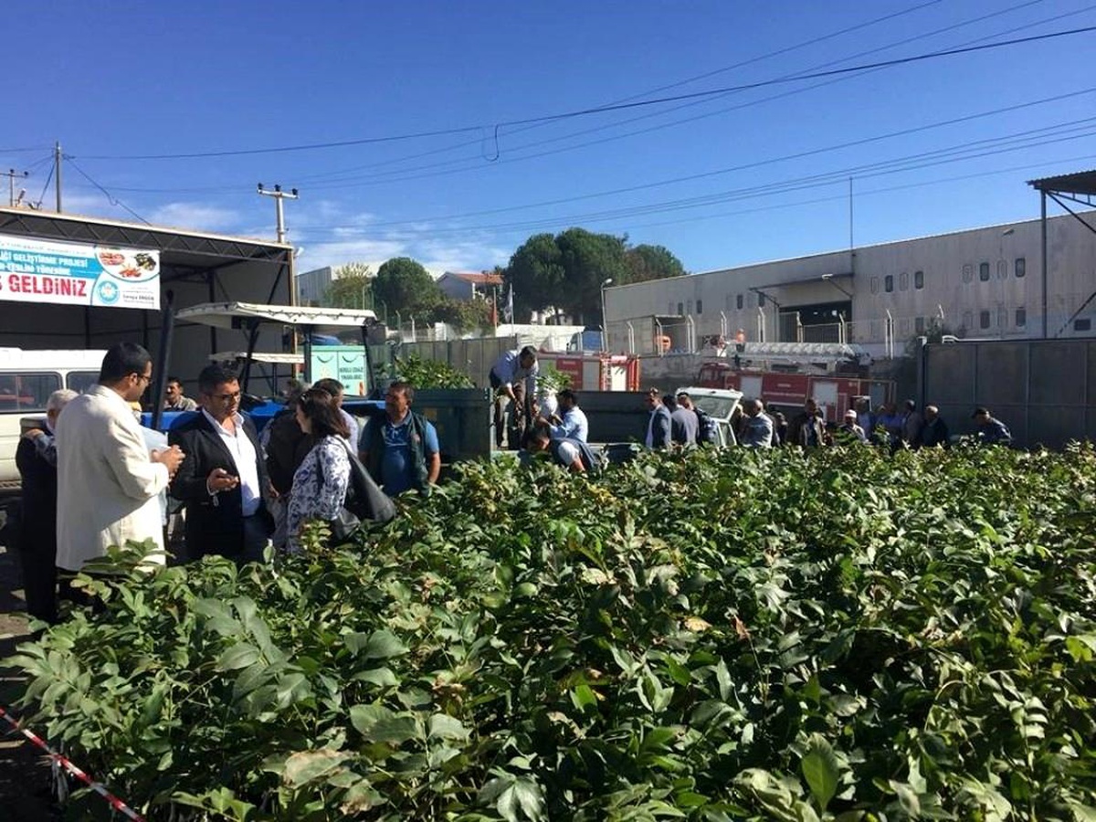 Büyükşehirden kırsala 100 bin adet fidan desteği