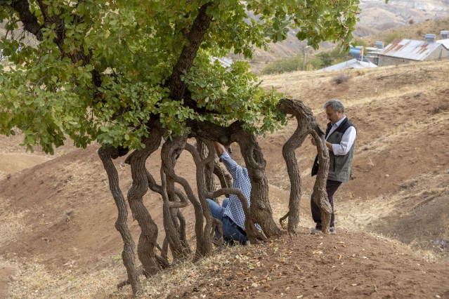 Diyarbakır'da kuraklık ve erozyona karşı ağaçlandırma seferberliği başlatıldı