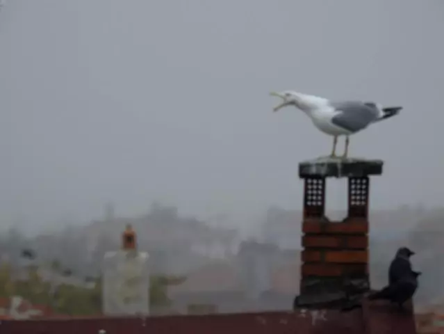 Son dakika haberi... Edirne'de sis etkili oldu, Selimiye gözden kayboldu