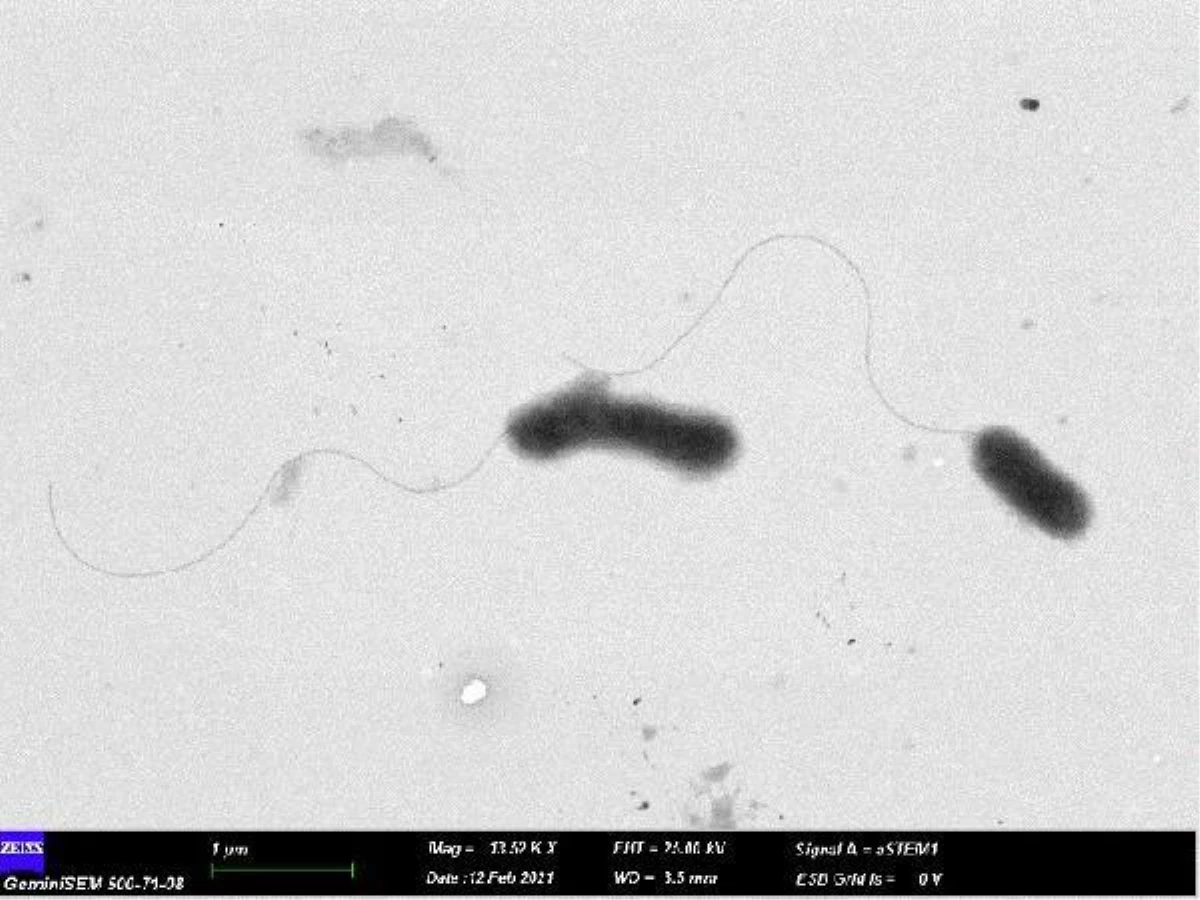 ERÜ kampüsünde yaşayan Anadolu yer sincabından yeni bir bakteri türü keşfedildi