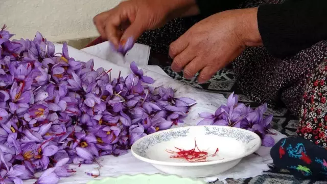 Adana'da safran hasadı başladı! Gramı 50 liradan satılıyor