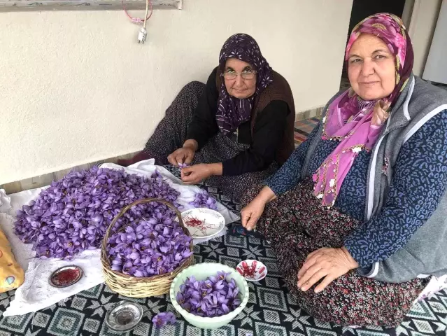 Gramı 50 liradan satılan safran hasadı Adana'da başladı