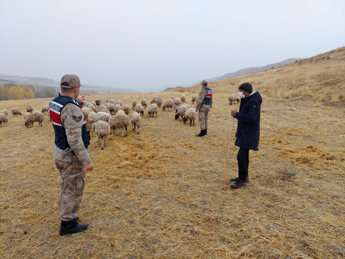 Son dakika... Malatya\'da kaybolan 84 koyun, jandarma tarafından bulundu