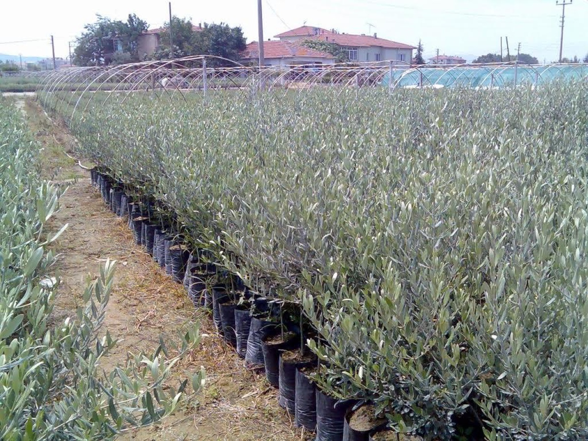 Manisa Büyükşehir\'den kırsala 100 bin adet fidan desteği