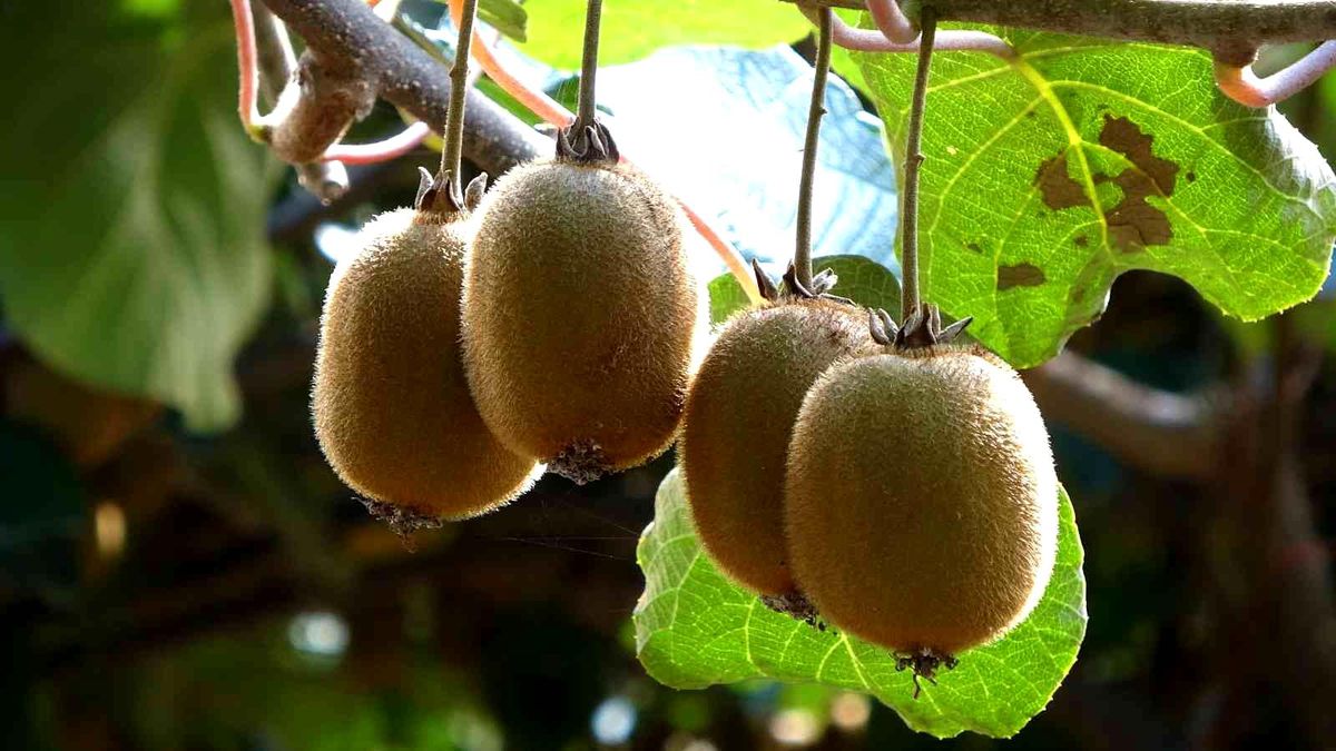Ordu kivisinde erken hasat uyarısı