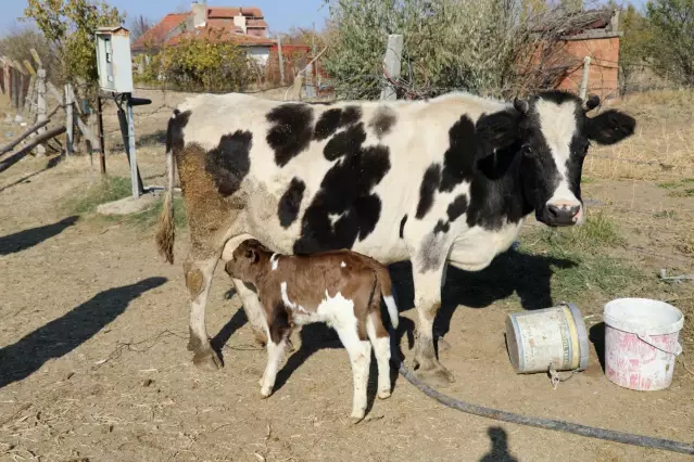 Prematüre buzağı Güneş e anne şefkatiyle bakıyorlar