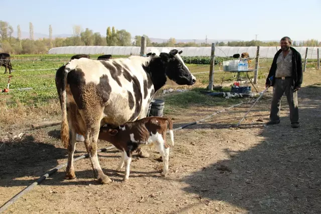 Prematüre buzağı Güneş e anne şefkatiyle bakıyorlar