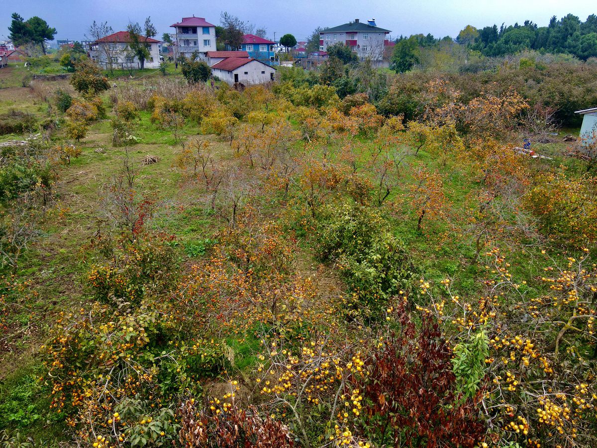 "Tescilli Kocaali hurma kurusu" genç çiftçilere yeni gelir kapısı oldu
