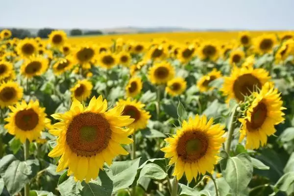 trakya birlik genel muduru hakan celen fiyatlar pandemi nedeniyle artti