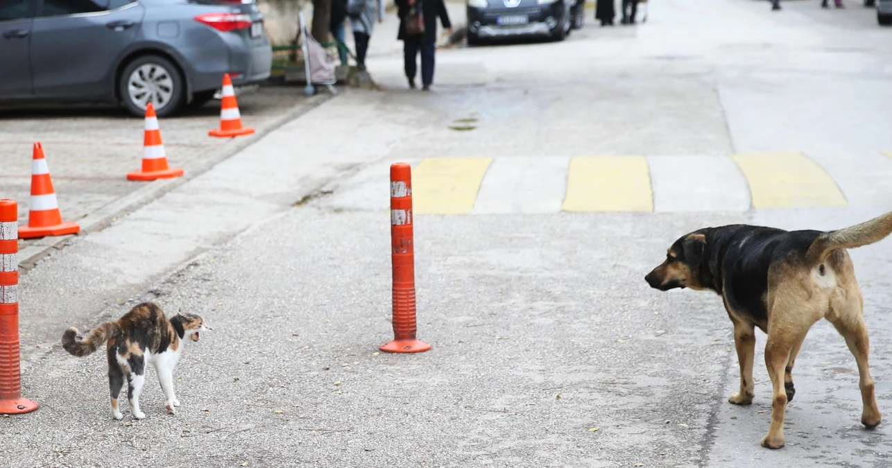 Eskişehir\'de köpeği korkutan kedi kamerayla kaydedildi