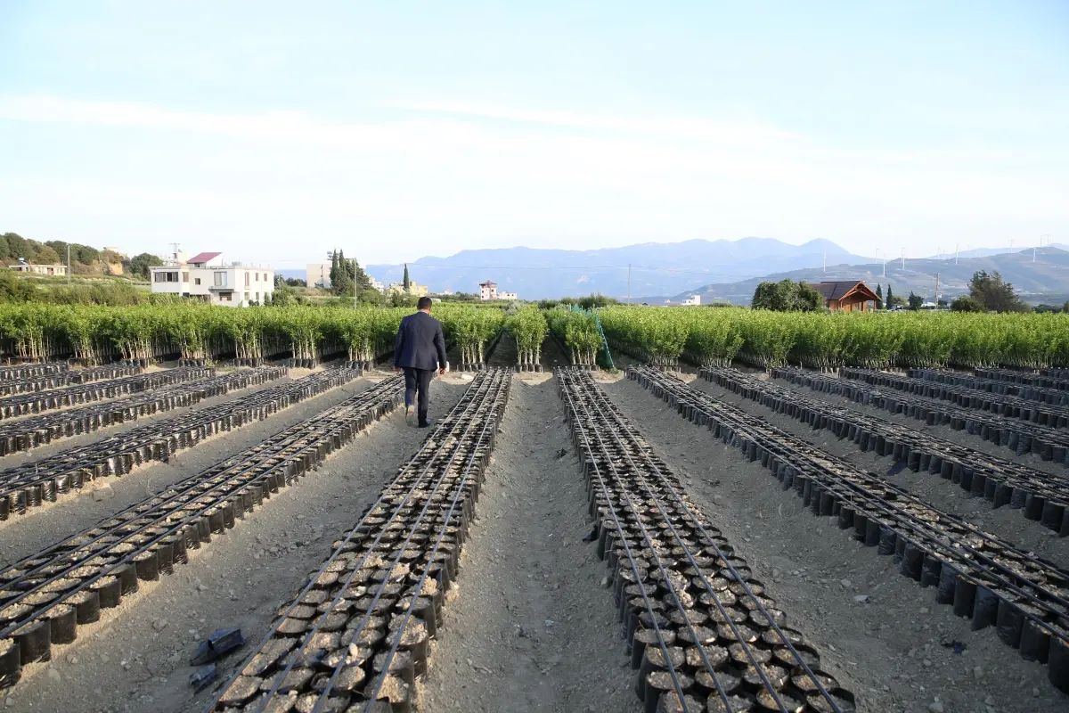 Fidan üretimiyle geçimini sağlayan mahalle! Günlük kazançları 300 lira