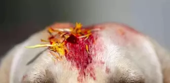 Nepal'de renkli Köpekler Günü kutlaması