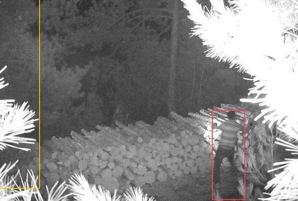 Ormandan odun çalarken fotokapana yakalandı