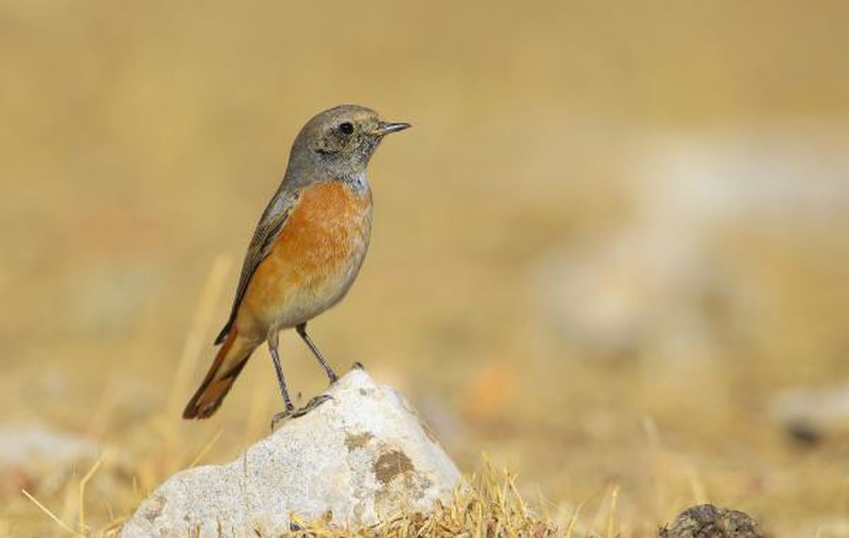 Redstart spotted while feeding in Mardin