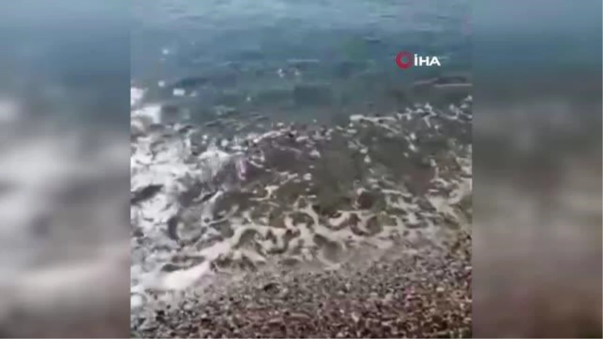 Antalya\'da balık tutan bir kişinin oltasına vatoz balığı takıldı