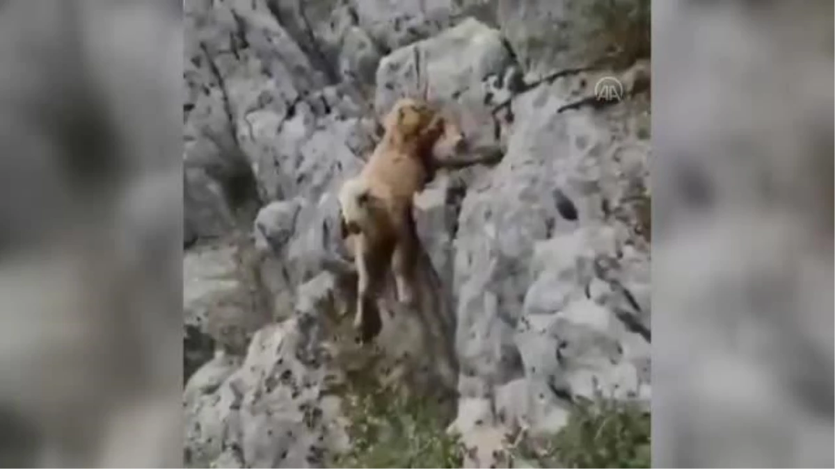 Ayağı kayalıklara sıkışan koyunu avcılar kurtardı