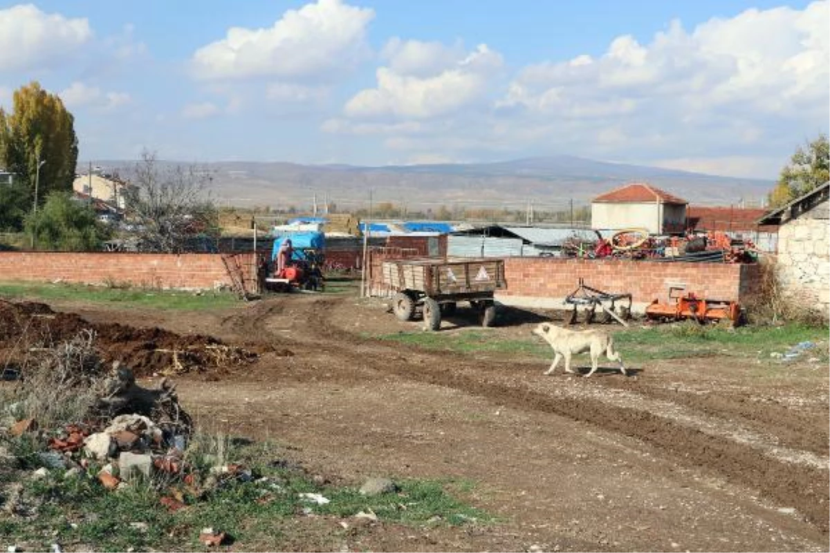 Eskişehir\'de kuduz karantinası; 17 köpek uyutuldu