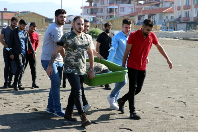 Hatay'da tedavileri tamamlanan deniz kaplumbağaları denize bırakıldı