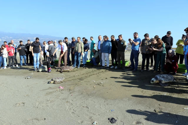 Hatay'da tedavileri tamamlanan deniz kaplumbağaları denize bırakıldı