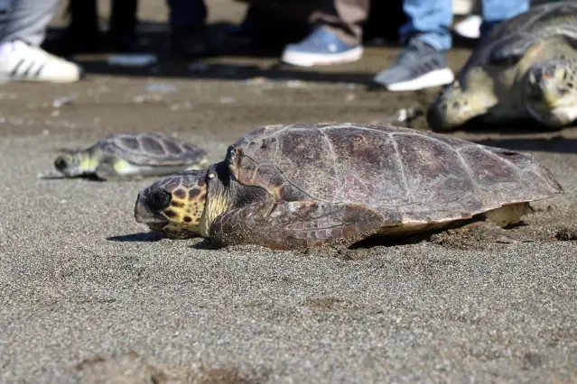 Hatay'da tedavileri tamamlanan deniz kaplumbağaları denize bırakıldı