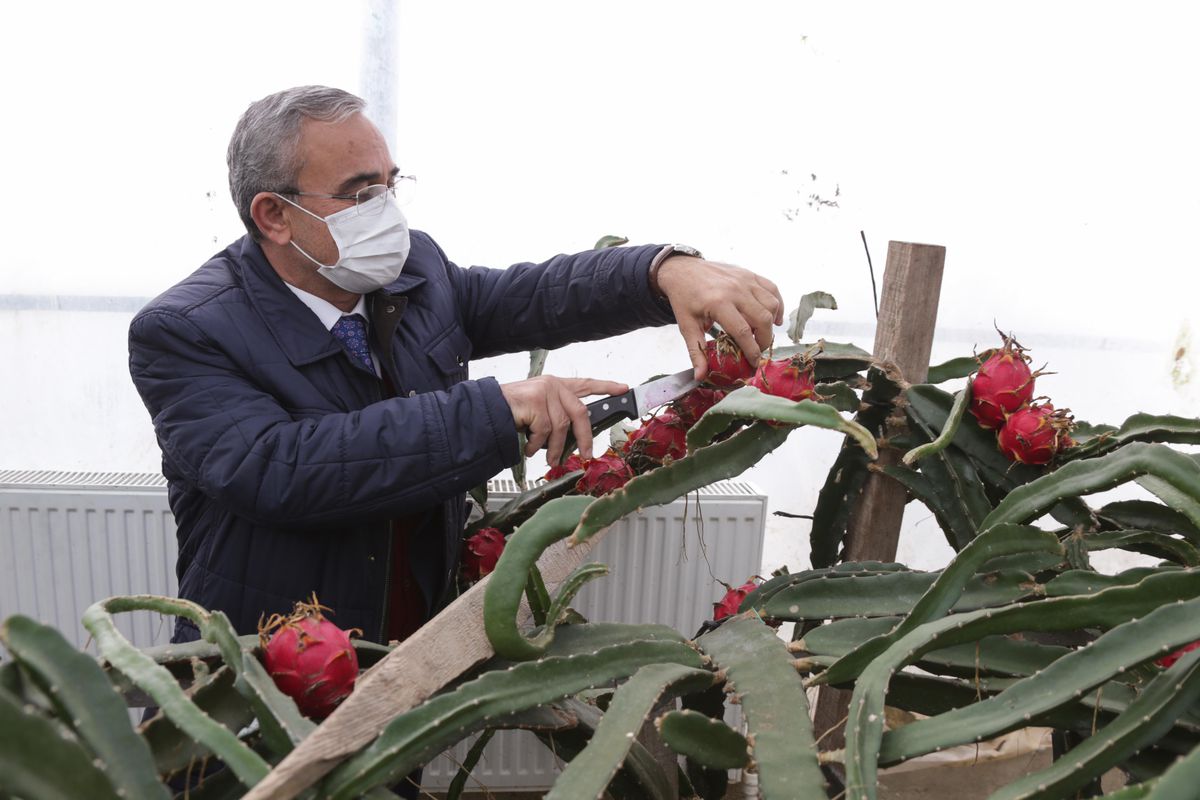 Kütahya\'da yetiştirilen muz ve ejder meyvesinin hasadı yapıldı