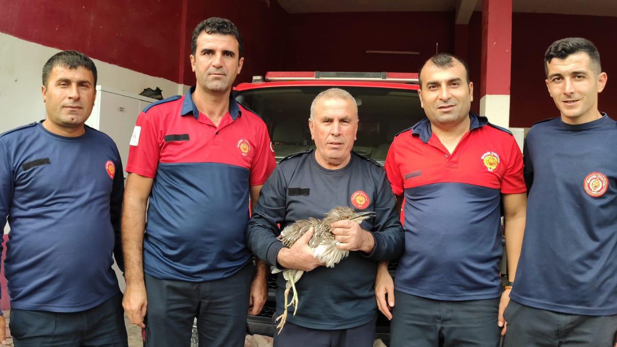 Mardin\'de yaralı bulunan balaban kuşu tedavi altına alındı