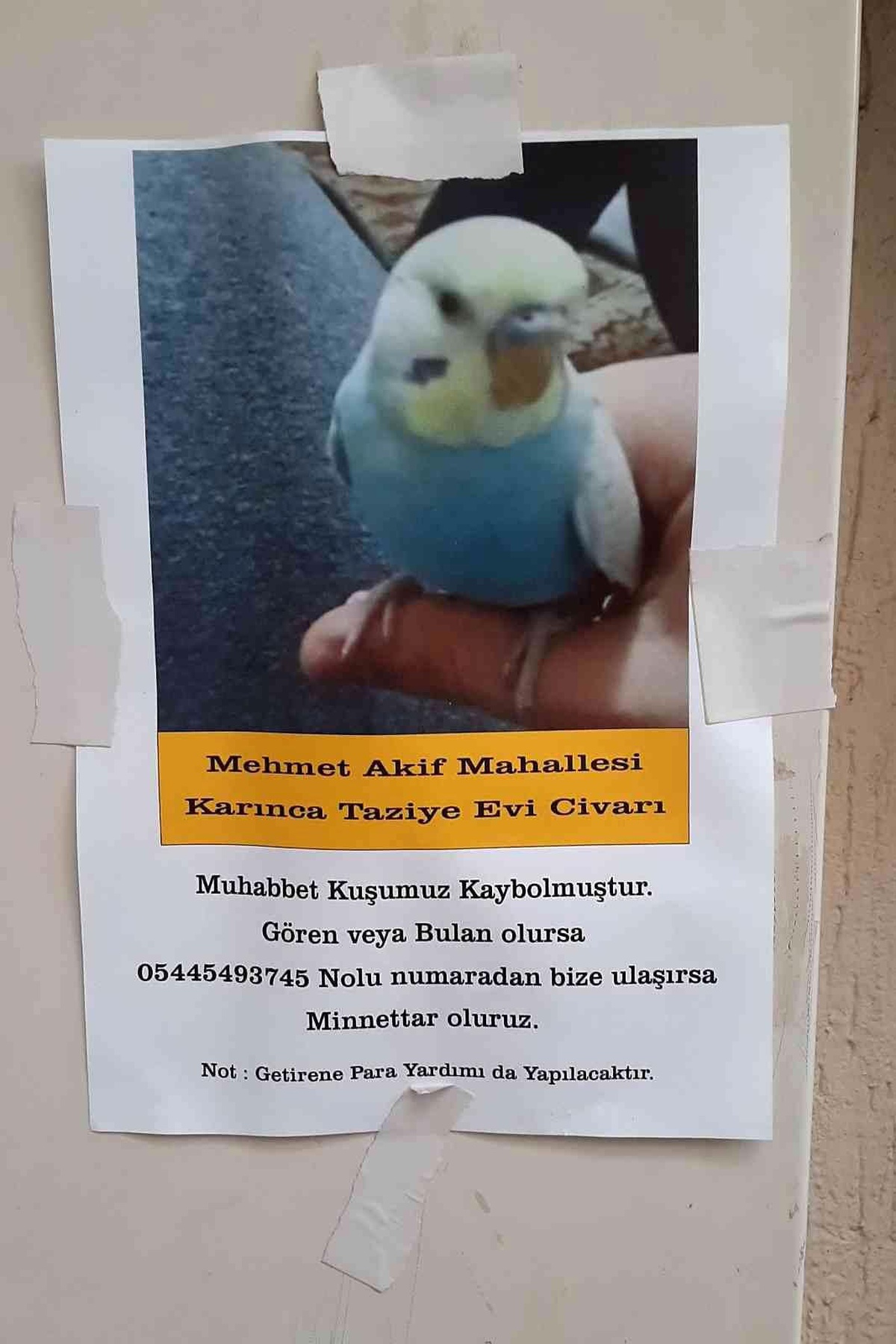 Muhabbet kuşunu bulana ödül