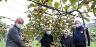 Ordu'da kivi hasadı başladı